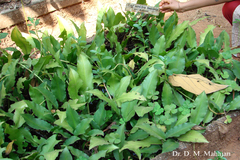 Lagenandra toxicaria